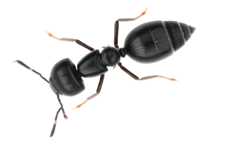 One worker ant